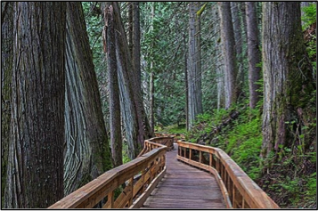 Ancient Forest Boardwalk, Prince George