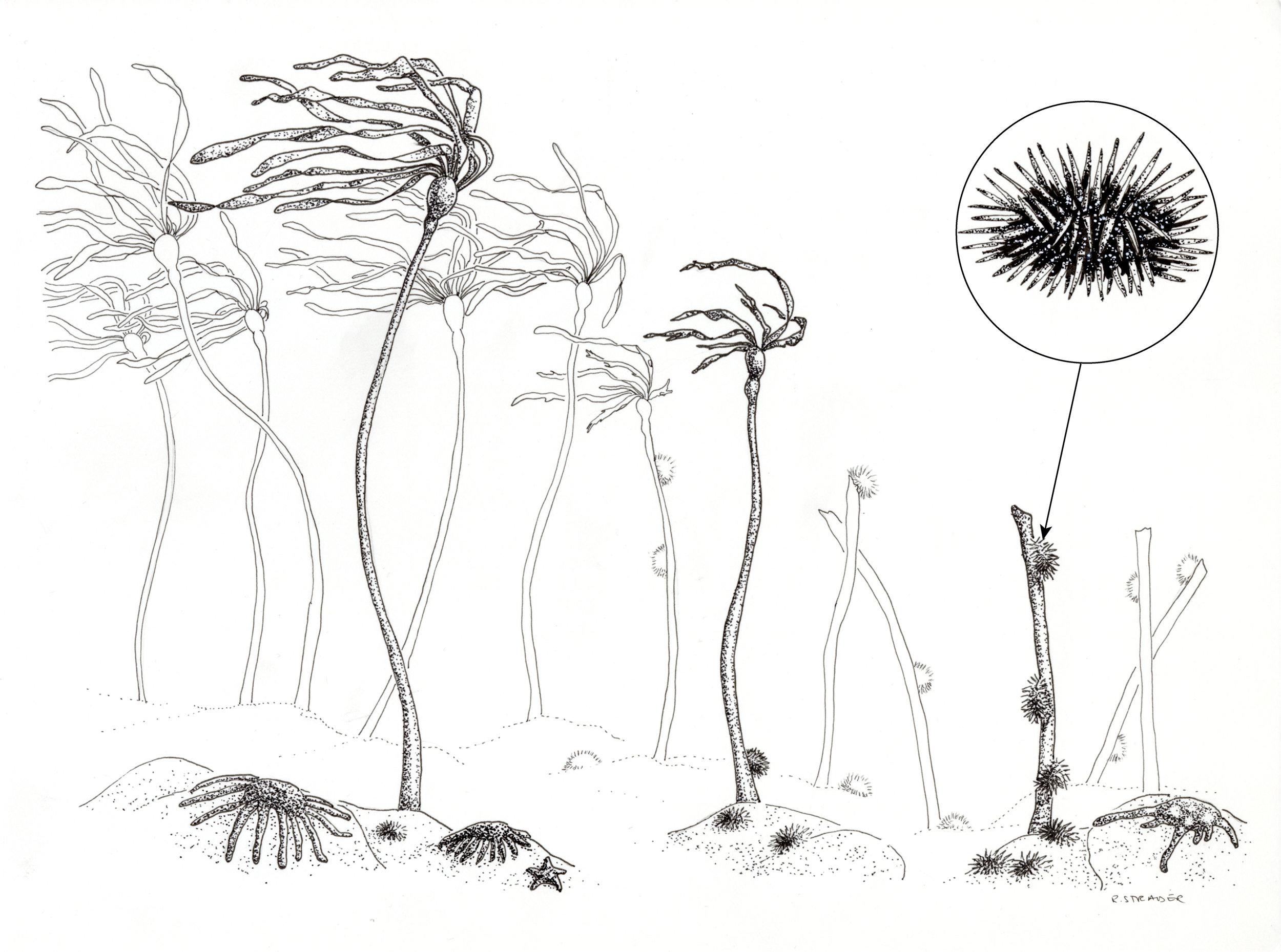 Bull Kelp/Urchin Barrens