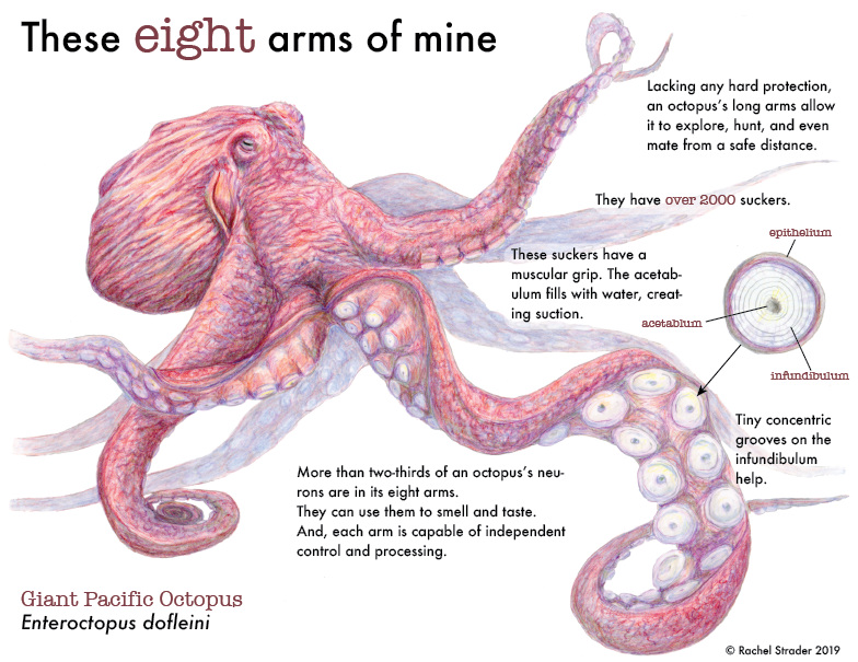 New piece idea: the Octopus. It can reach in 8 directions as shown, just  like a real octopus it can slither between pieces and from this position  can reach the rook on