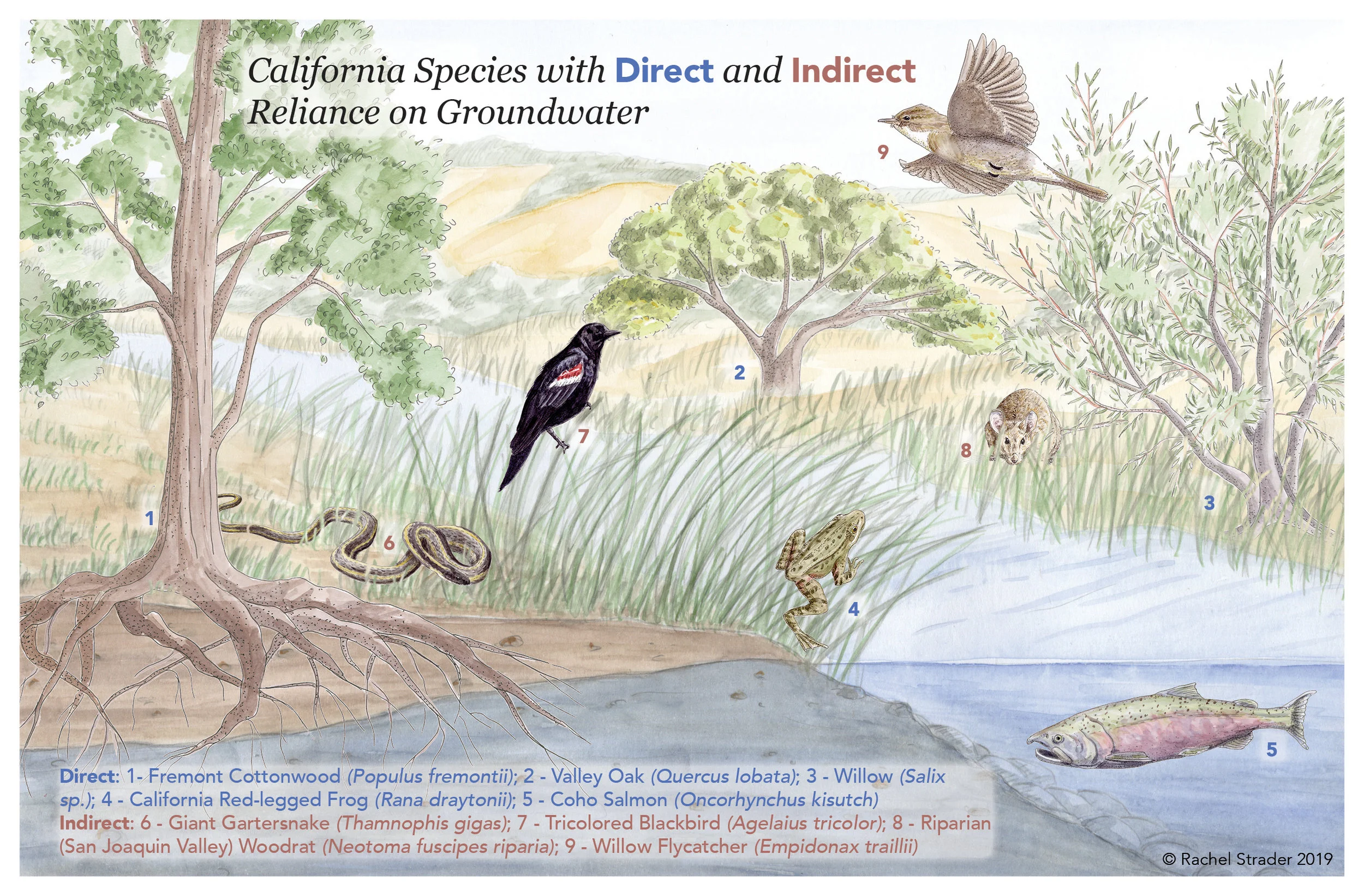 California Species with Direct and Indirect Reliance on Groundwater