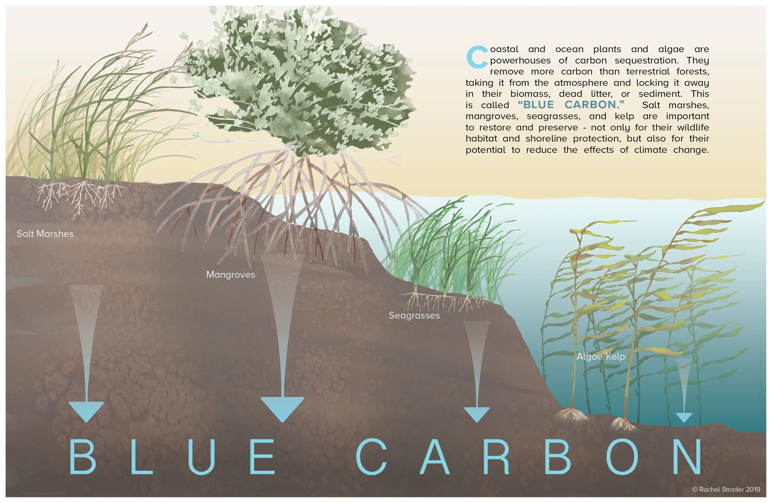 Blue Carbon