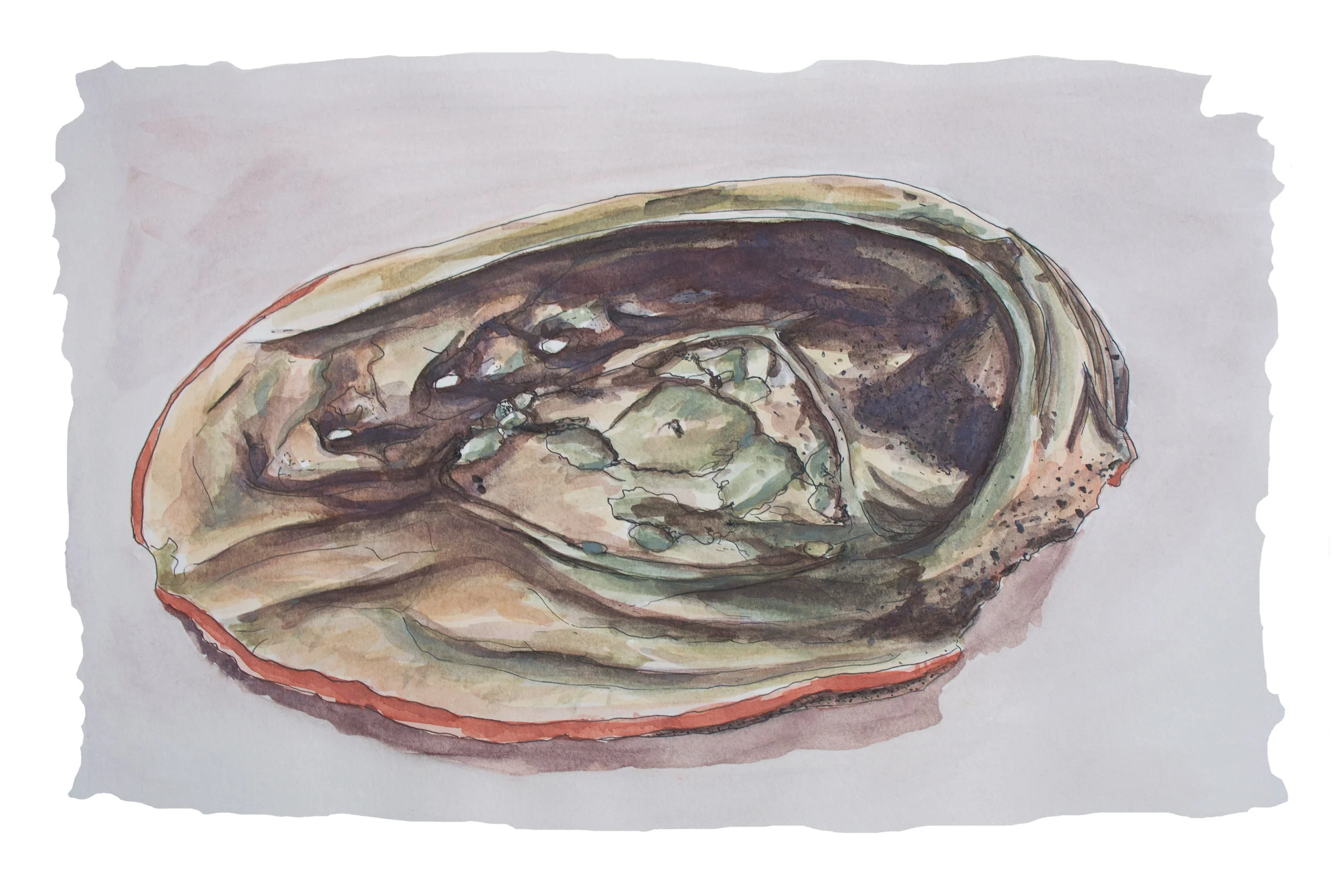 Abalone