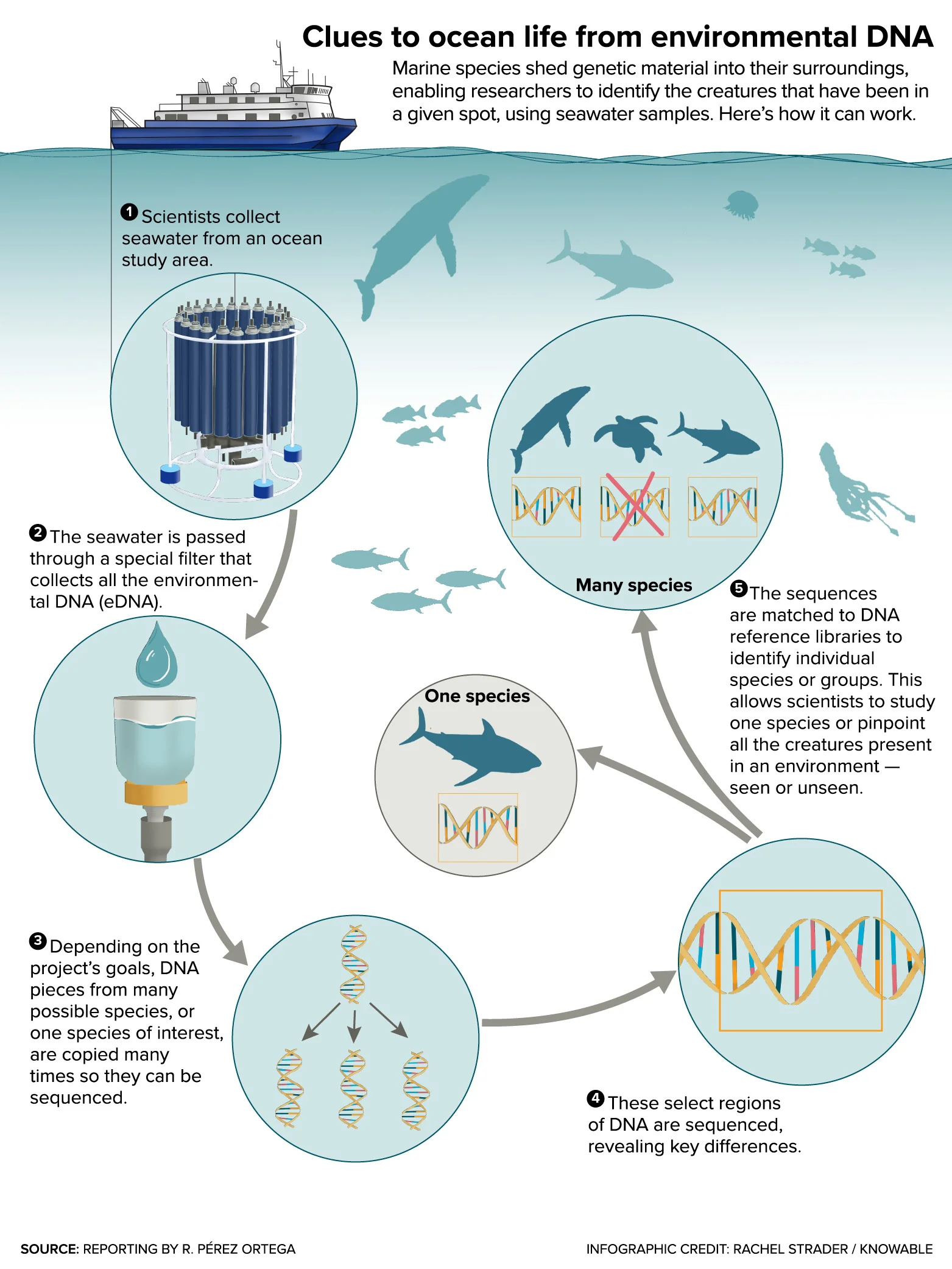 Clues to ocean life from environmental DNA
