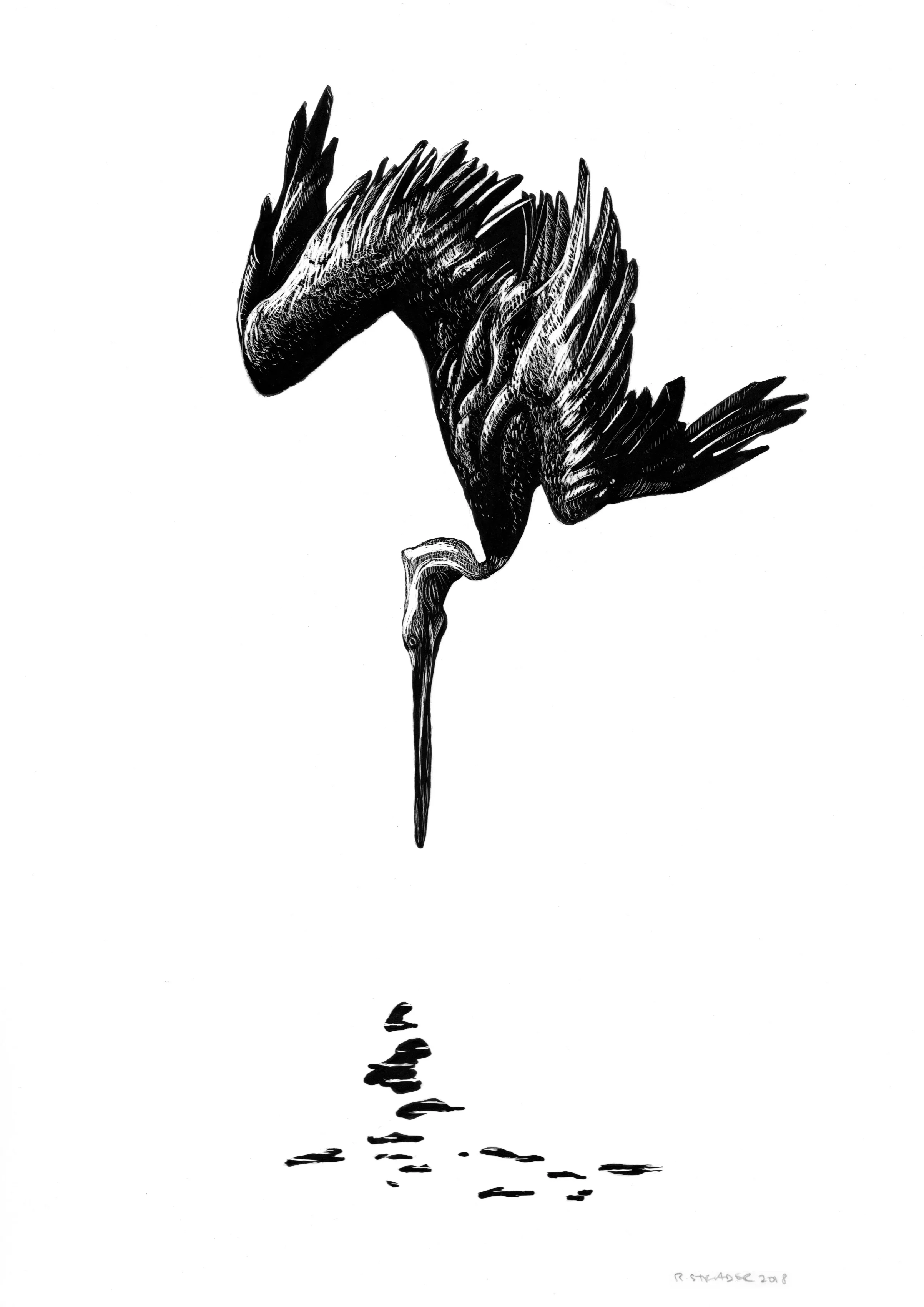 Brown Pelican Diving