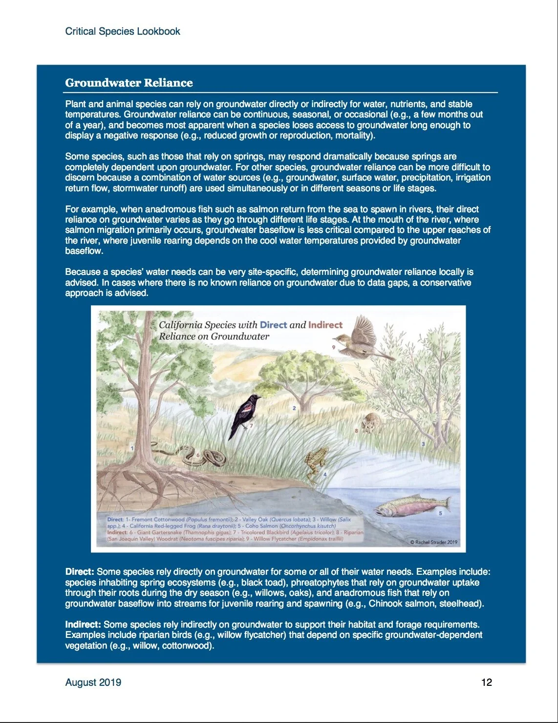 Critical Species Lookbook for web.jpeg