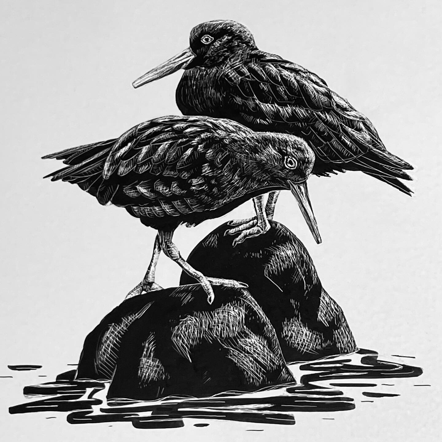 Black oystercatchers, my favorite birds to see (and hear!) at Linda Mar. #scratchboard (c) Rachel Strader 2024