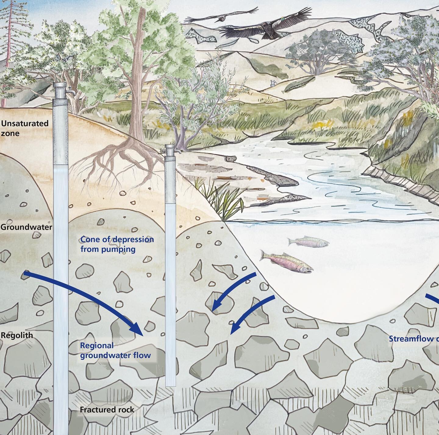 I&rsquo;ve been spending more time on the Central Coast, so it was great to work on this groundwater science illustration (c) Rachel Strader 2023