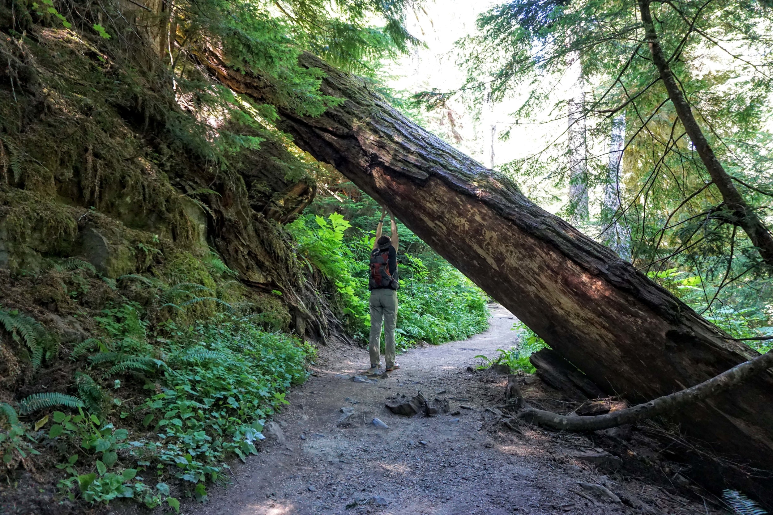 Hiking The Grove Of The Patriarchs Loop — Pacific North Wanderers