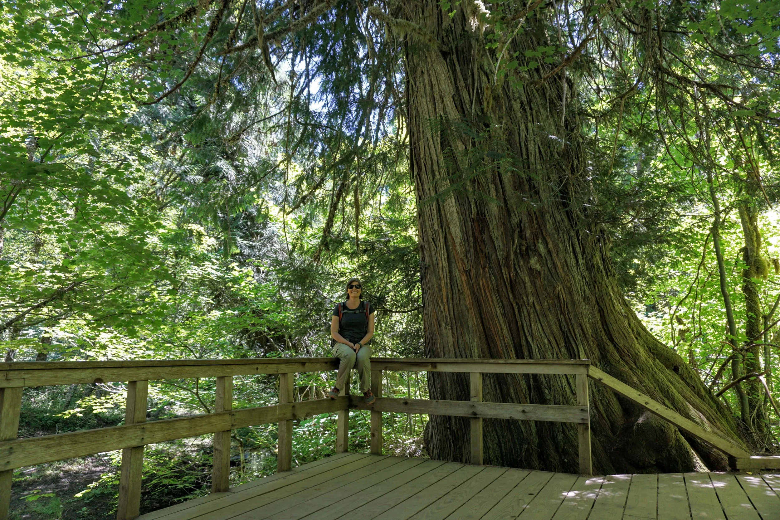 Hiking The Grove Of The Patriarchs Loop — Pacific North Wanderers