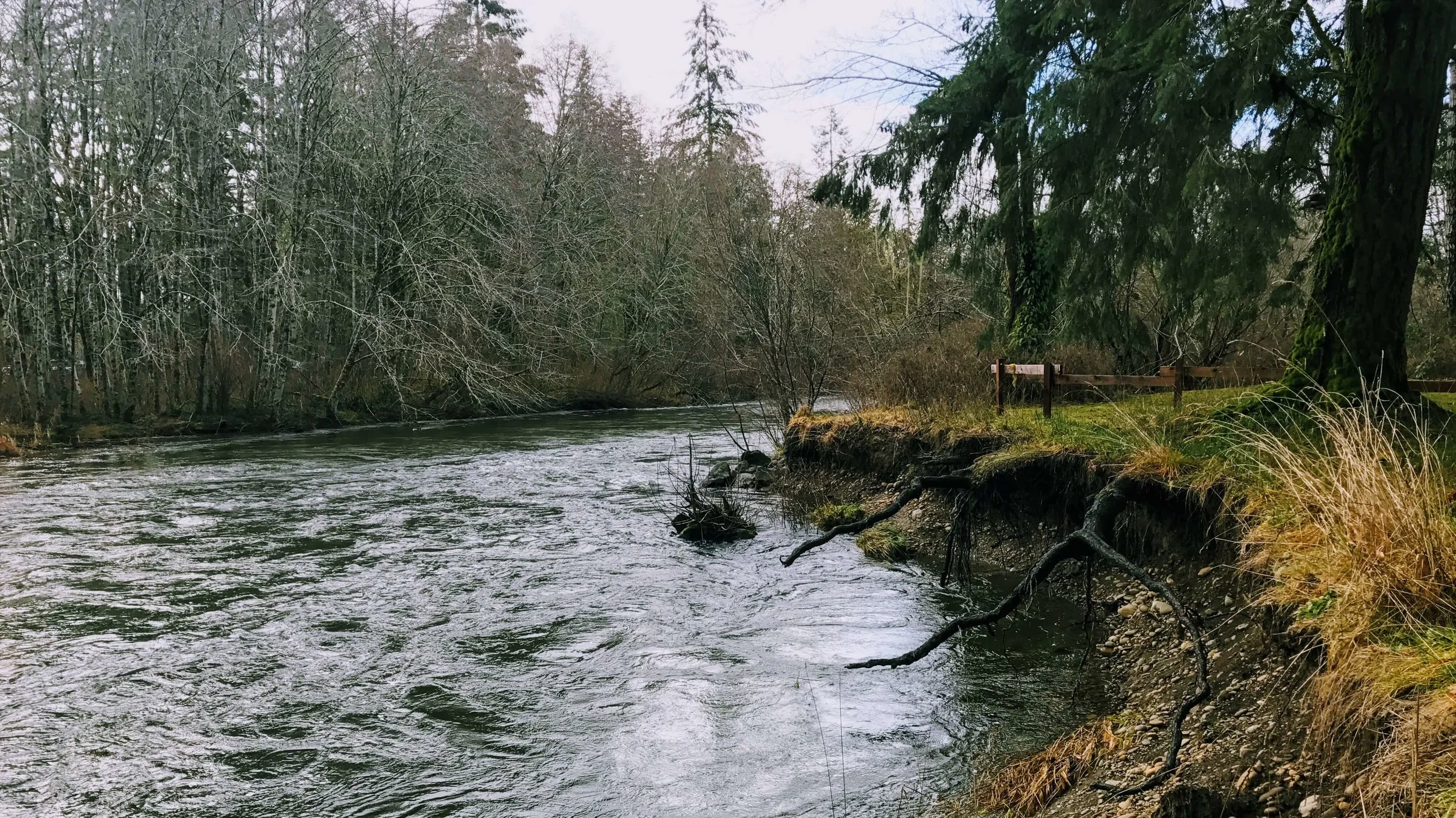 A Short Hike Through Schafer State Park