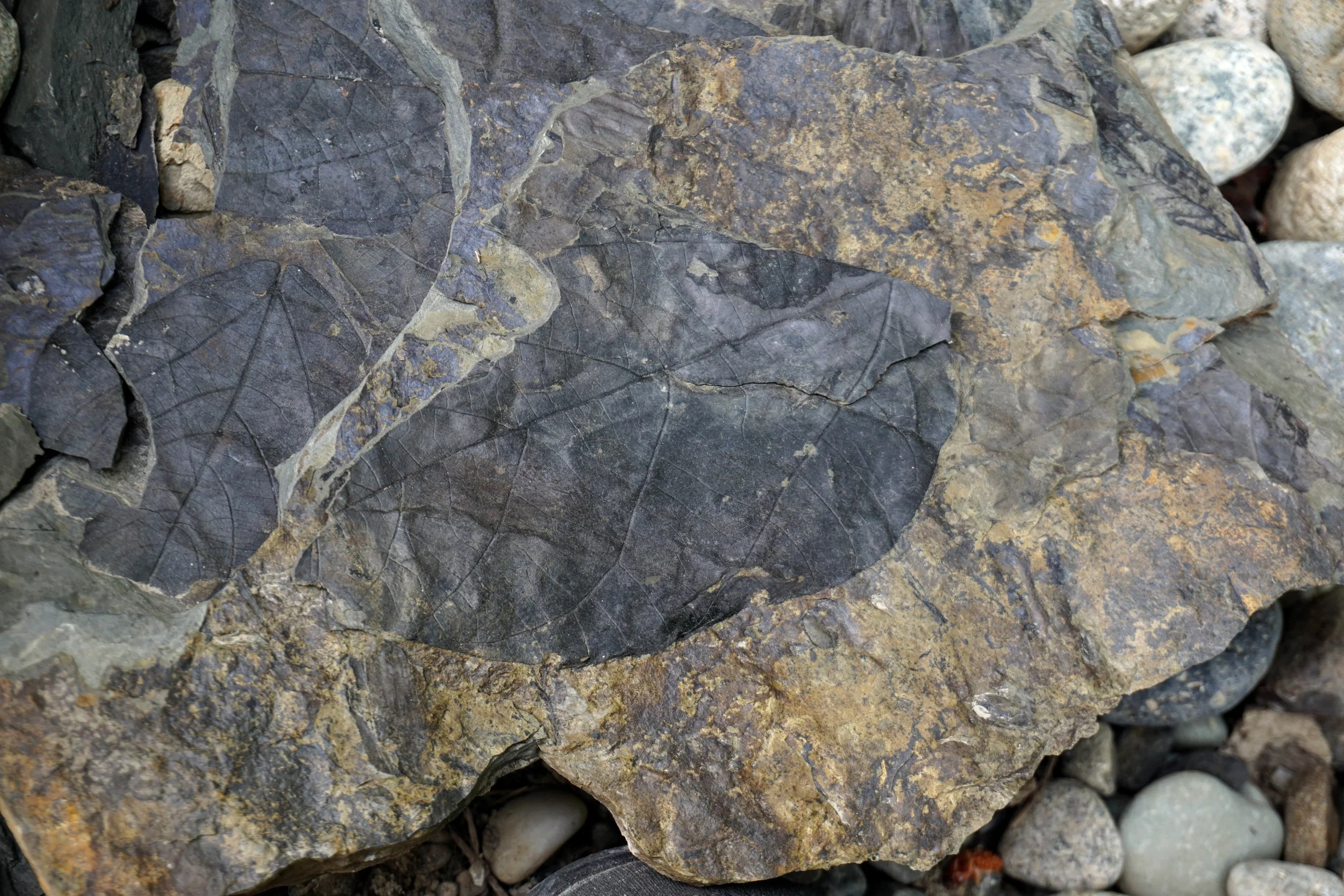 Fossil at Racehorse Creek Area - Pacific North Wanderers.jpg
