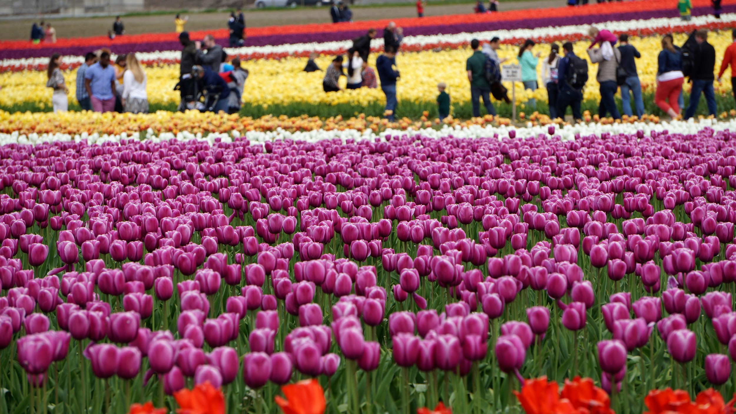 Tulip Festival in Skagit Valley — Pacific North Wanderers