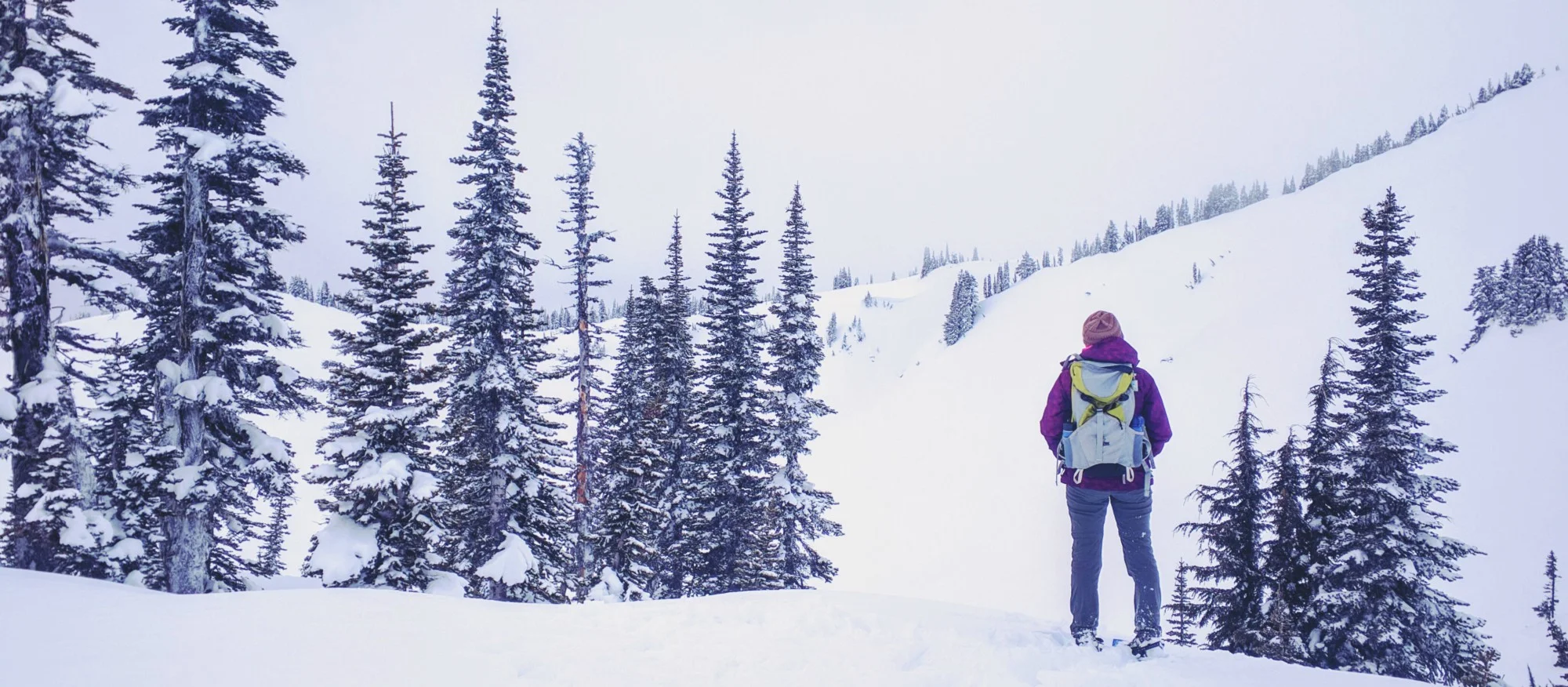 Snowshoeing in Paradise - Pacific North Wanderers.jpg