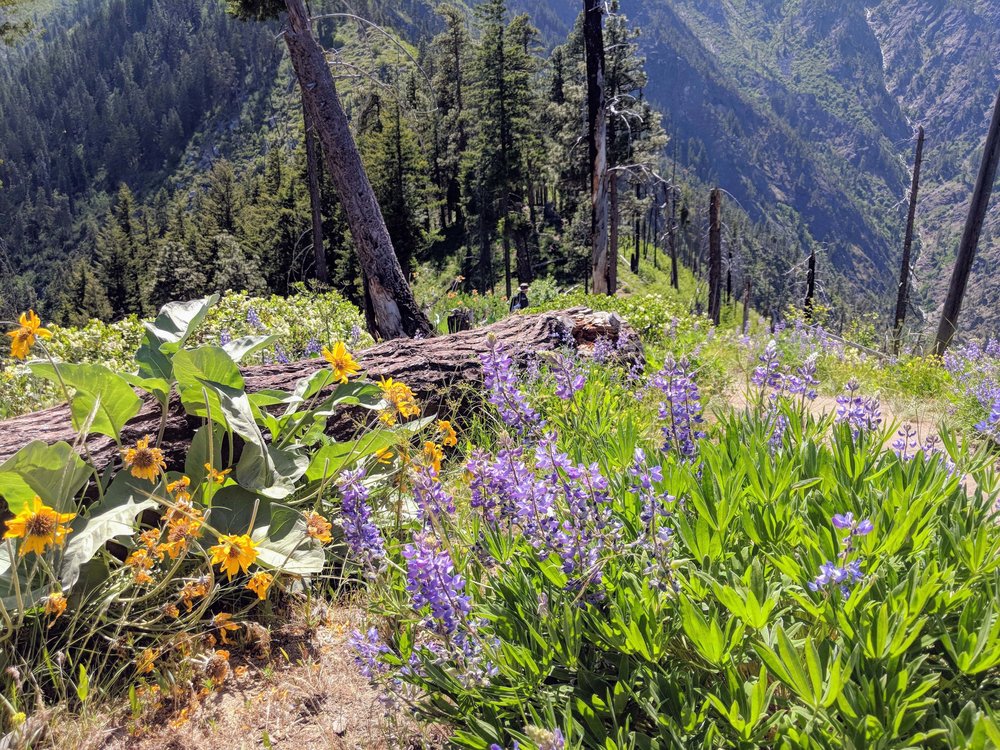 Balsamroot and lupine