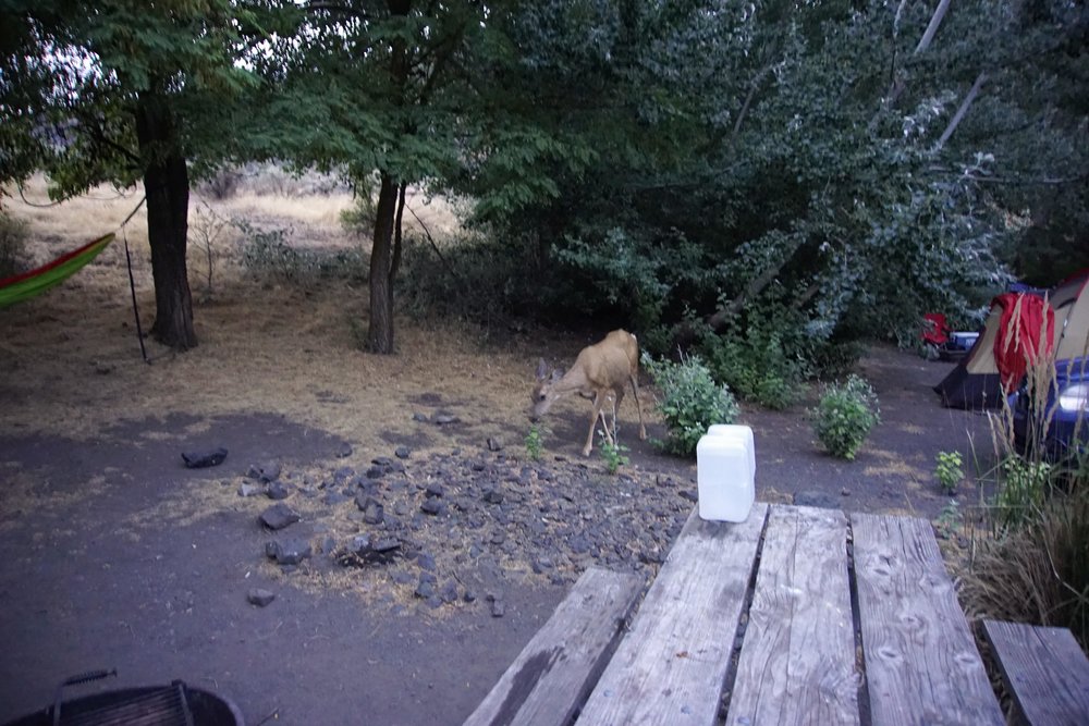 Deer in campsite