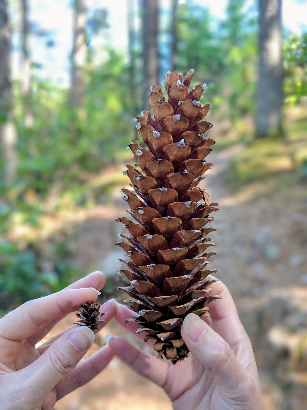 Pine cones on Gold Creek Trail