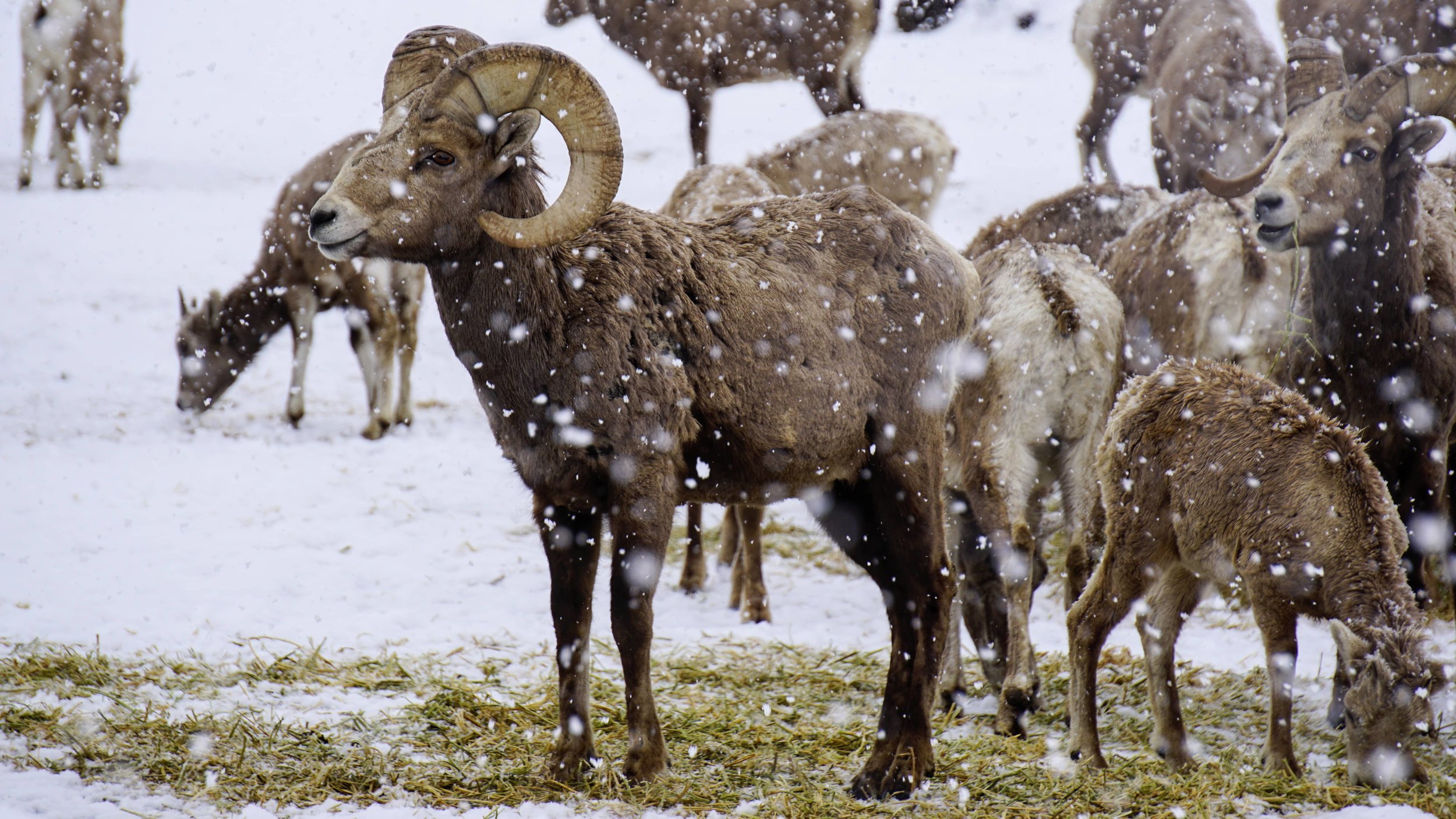 California Bighorn Sheep at Cleman Mountain Site