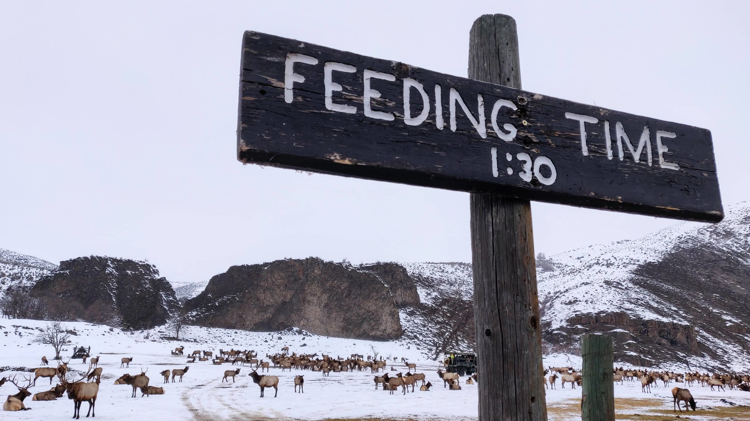 Feeding time is 1:30 for the elk