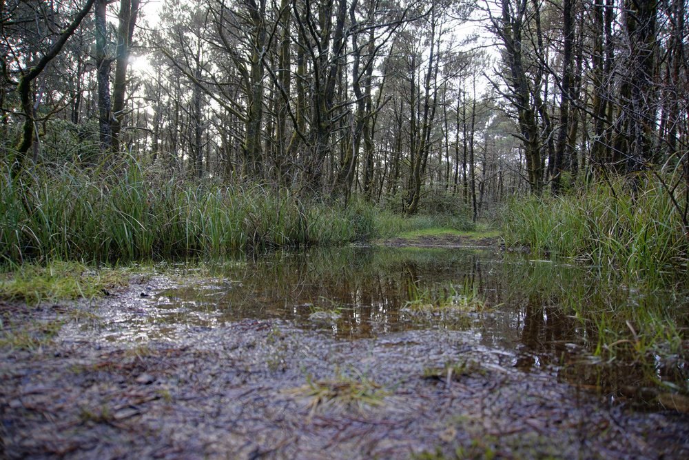 Flooded portion of Shifting Sands Trail