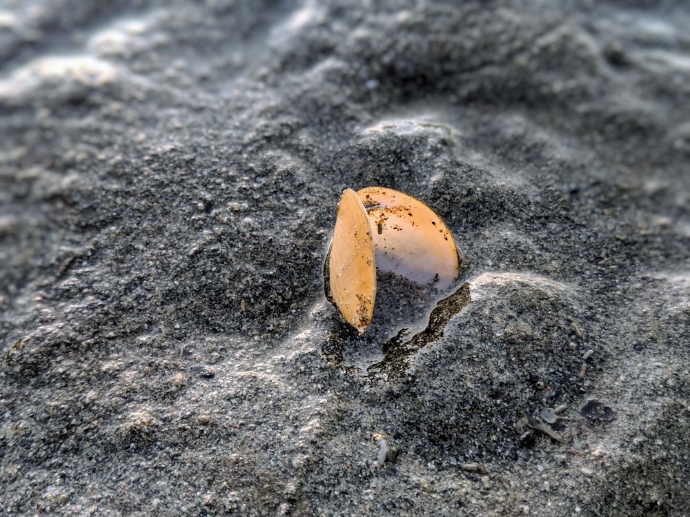 Seashell at Dash Point State Park.jpg