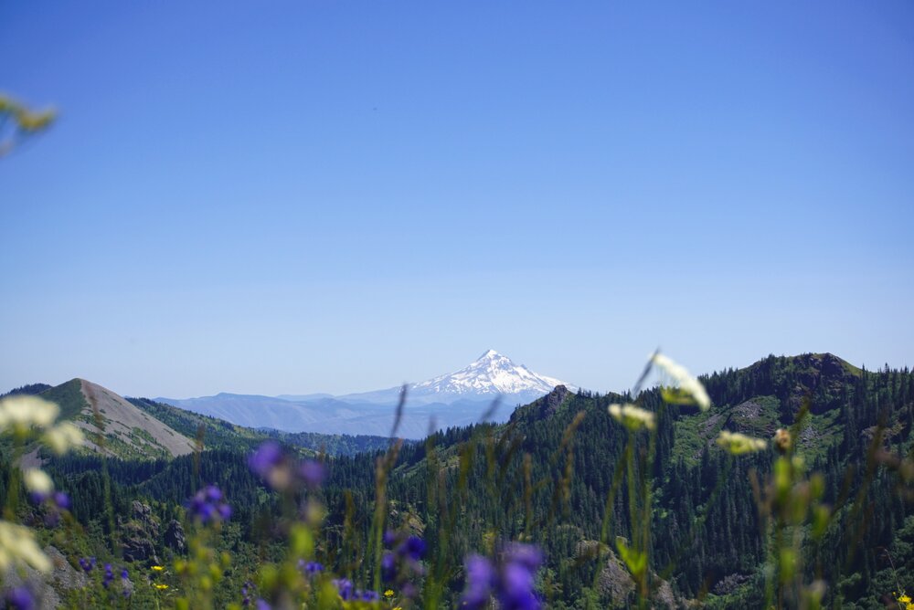 Mt Hood Seen from Ed's Trail - Pacific North Wanderers.JPG