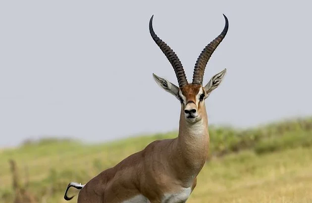 A Fat Gazelle 