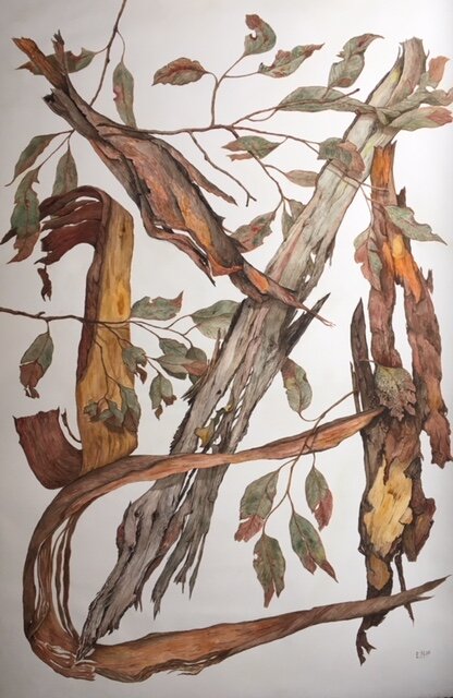 Eucalyptus Symphony II