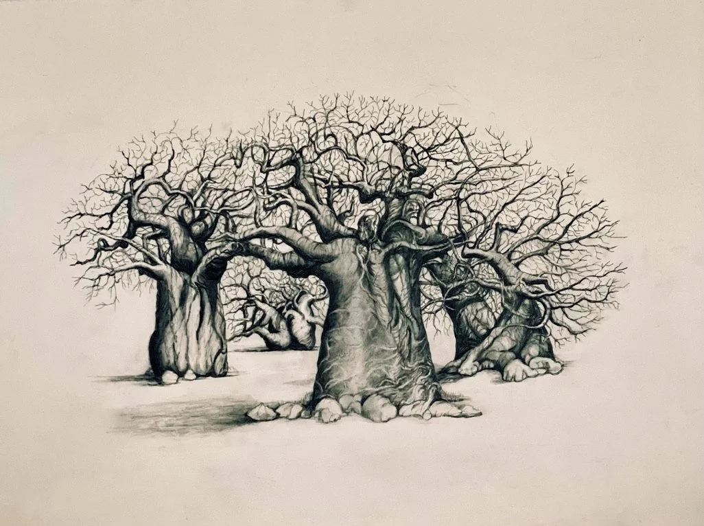 Baobabs - Trees of Life