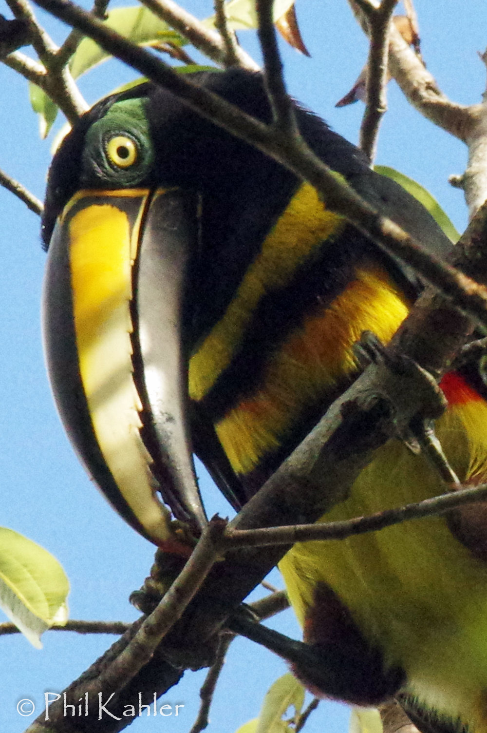 Many-banded_Aracari-20-130.jpg