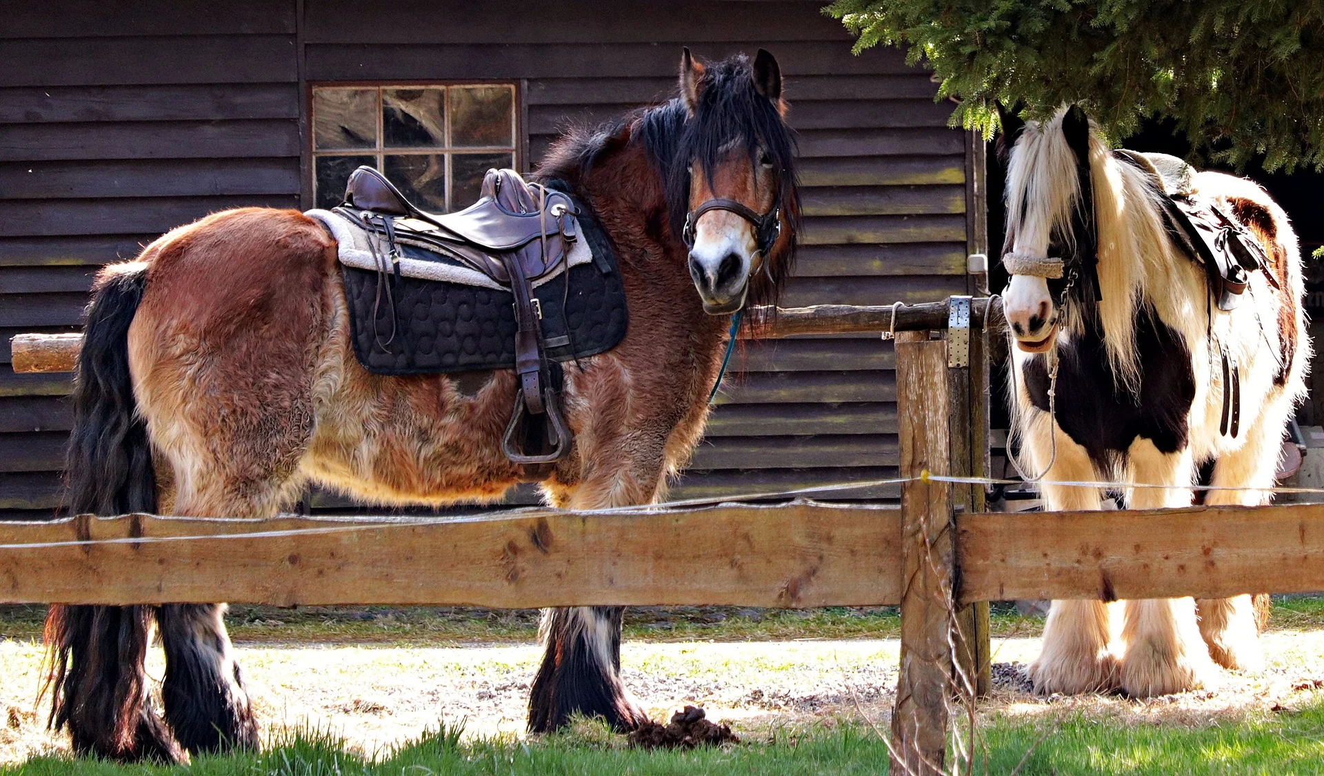 horses-2180584_1920.jpg