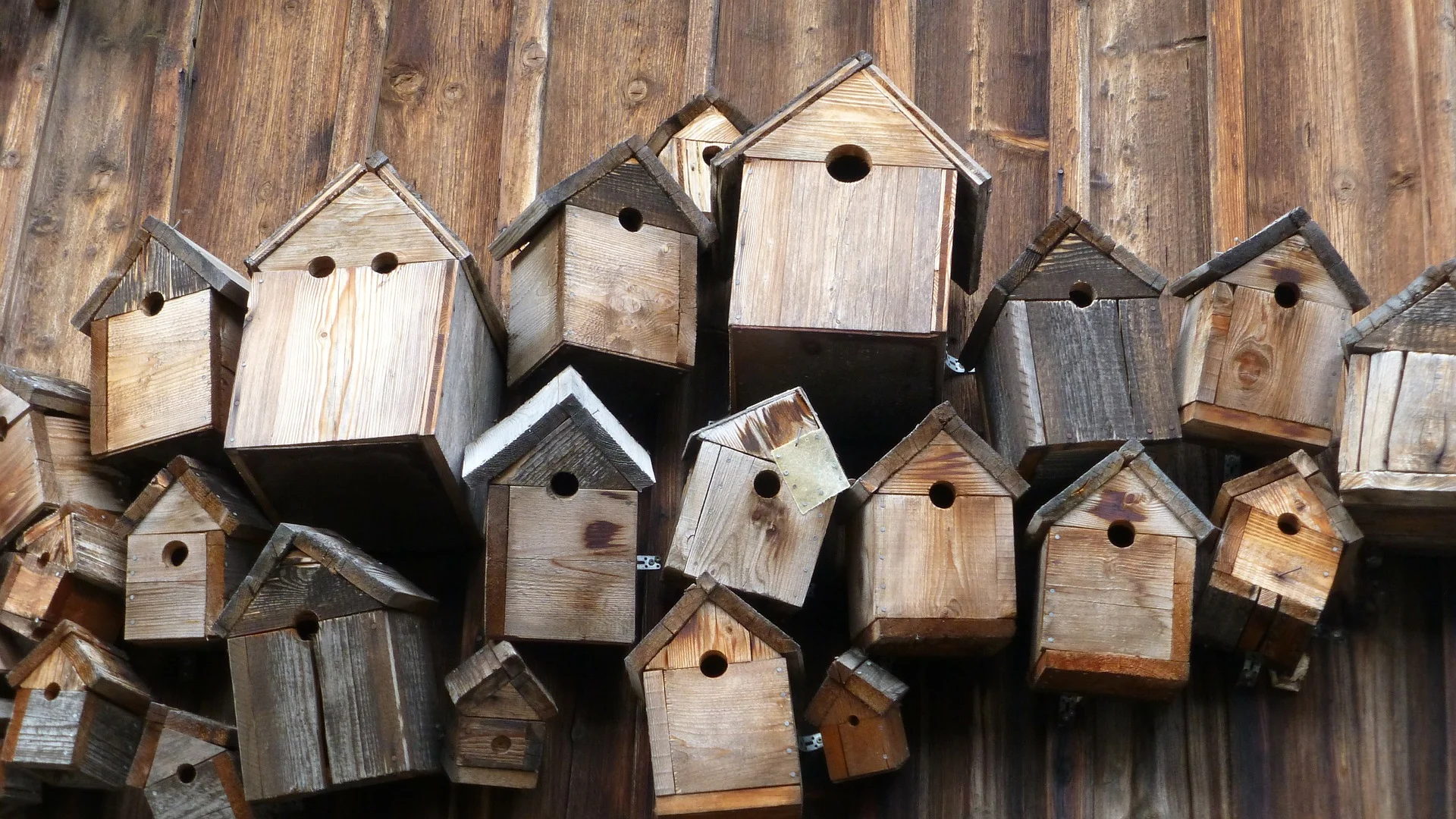 bird-feeder.jpg