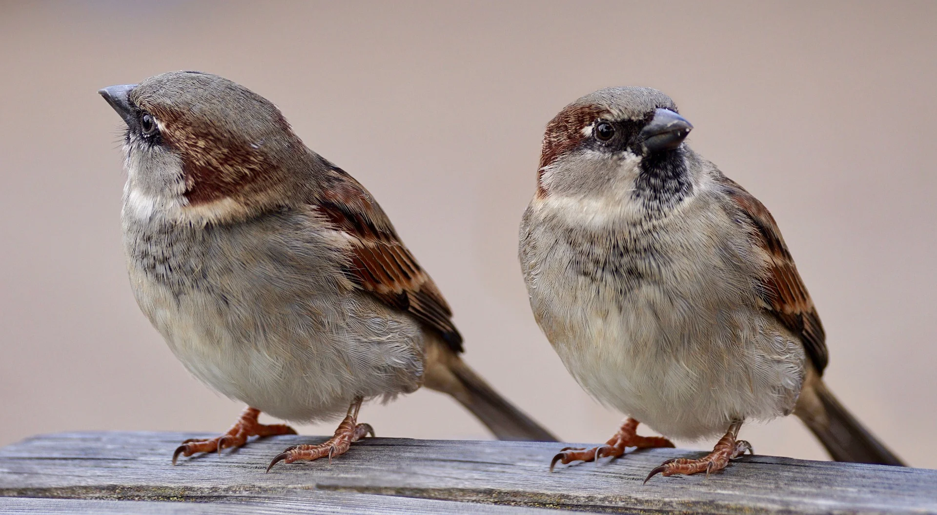 sparrows.jpg
