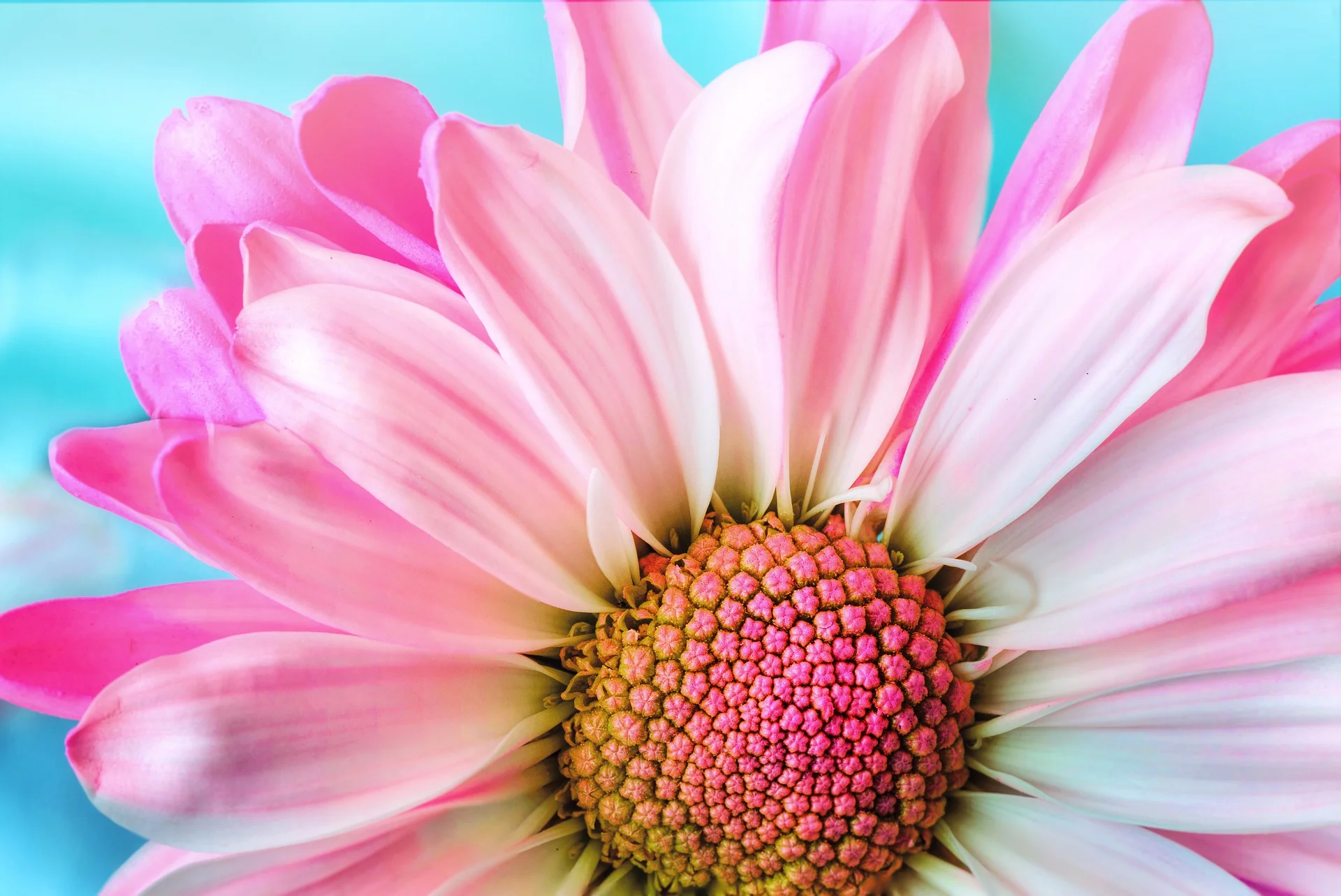flower-summer.jpg