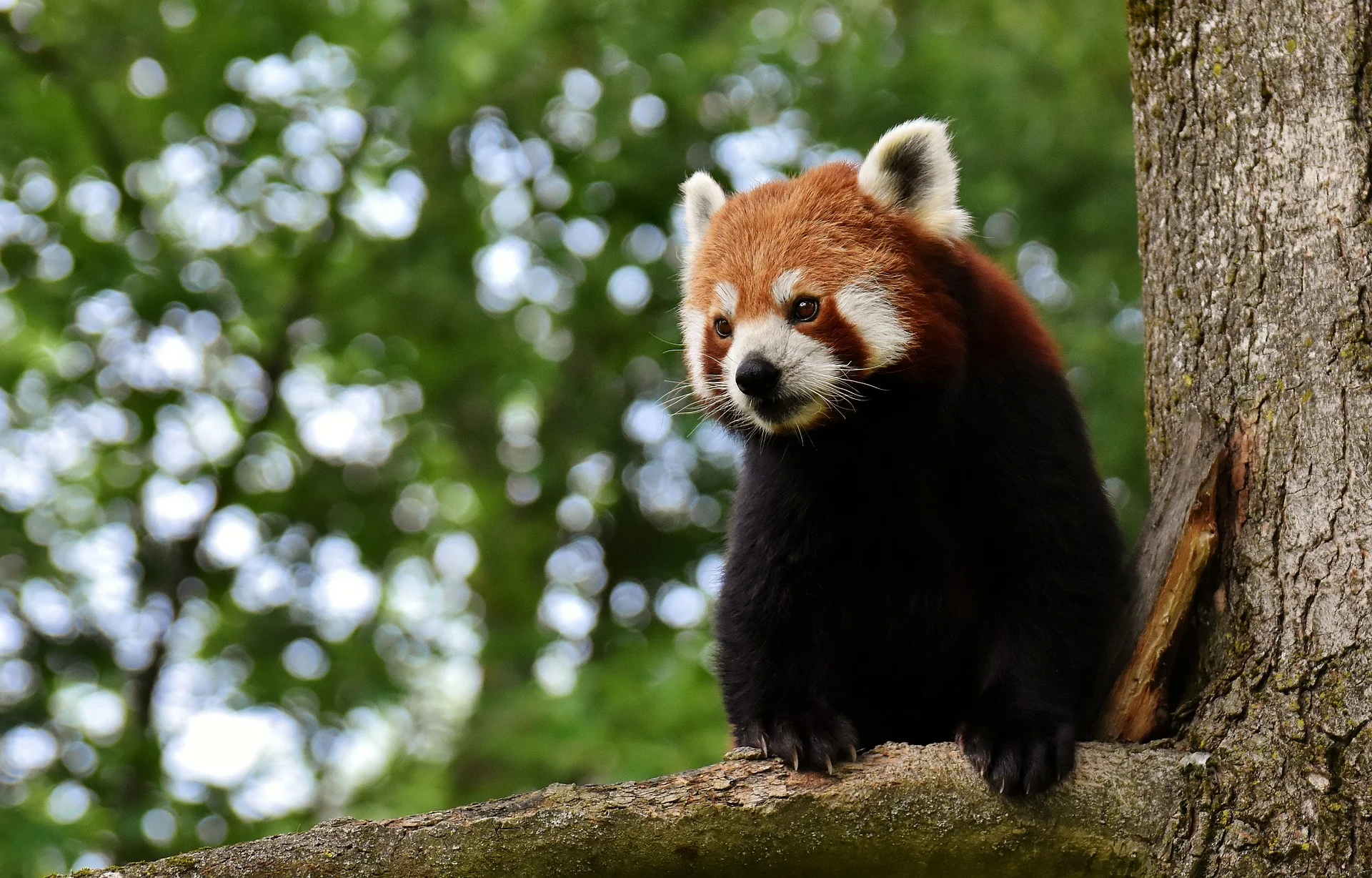 panda-3508116_1920.jpg