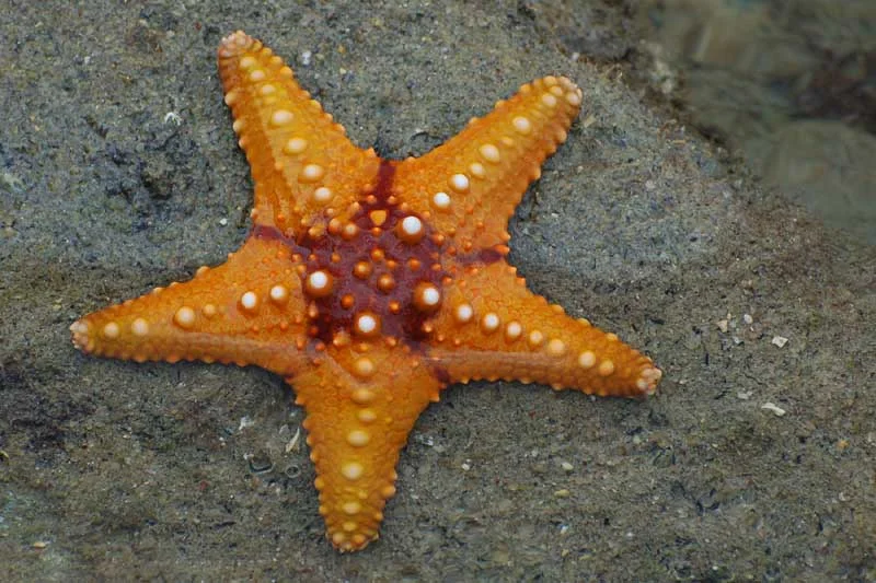  Red and orange starfish 