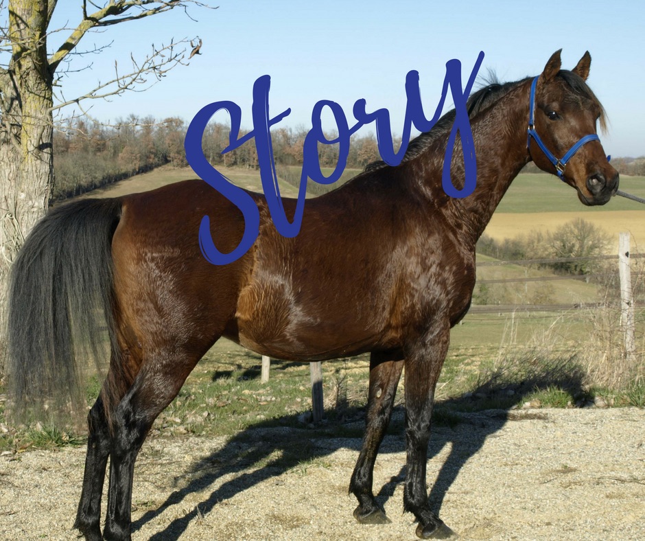  Horse with the word story across back 