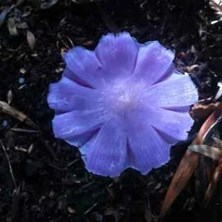 purple funghi.jpg