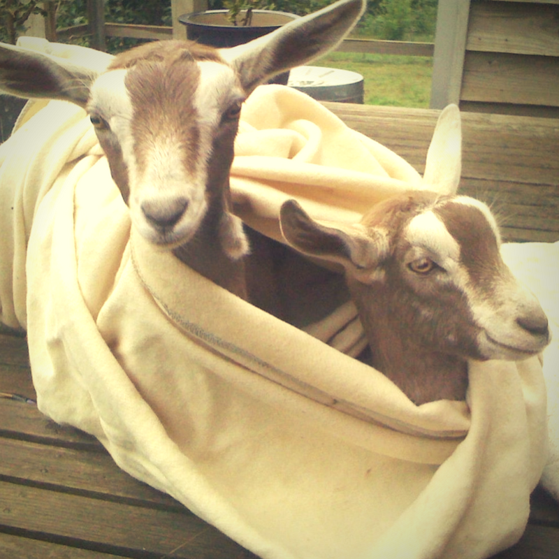  Two baby goats snuggled in blanket 