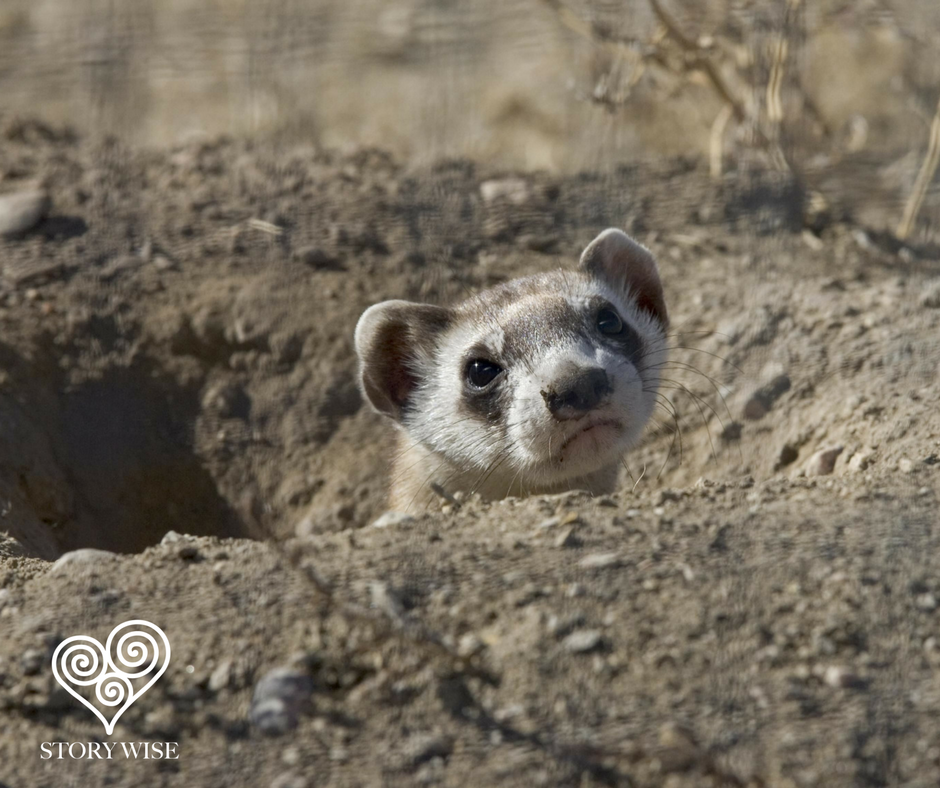  Ferret sticking its head above ground 