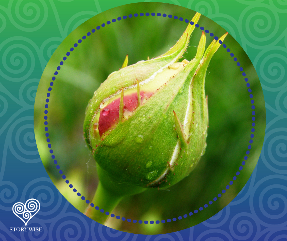  Rose bud before bloom 