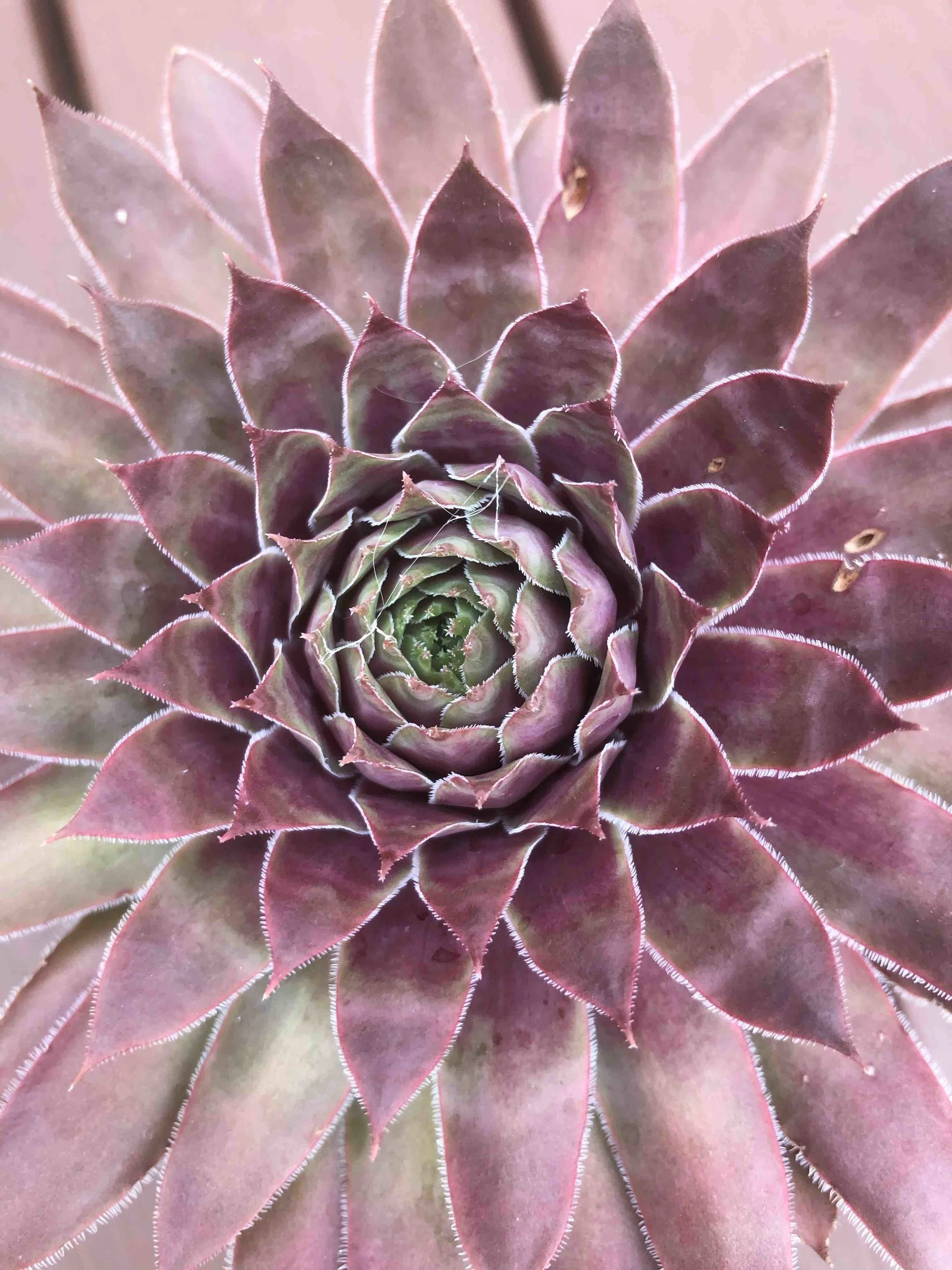  Spiral centre of a cactus flower 