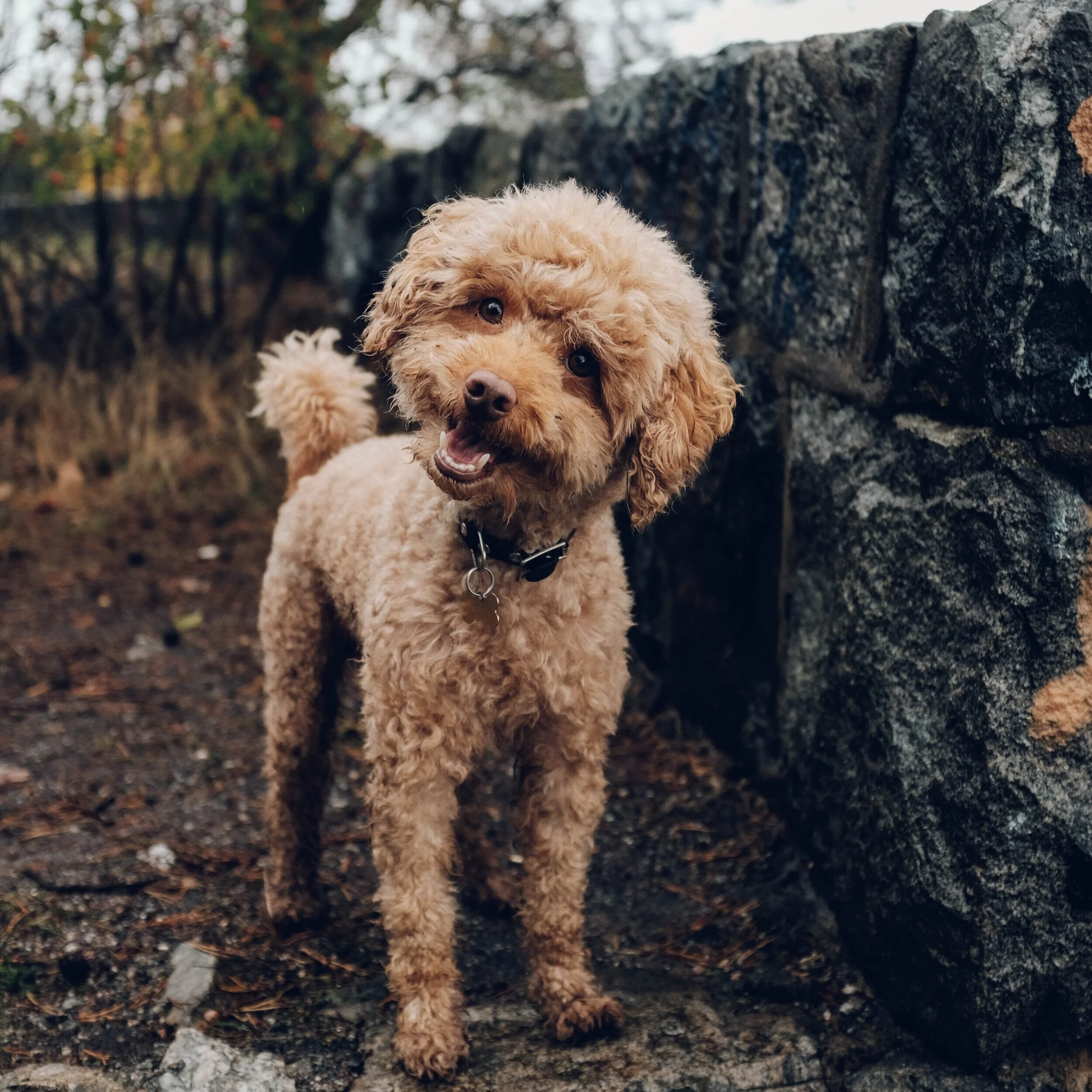  dog looking curious 