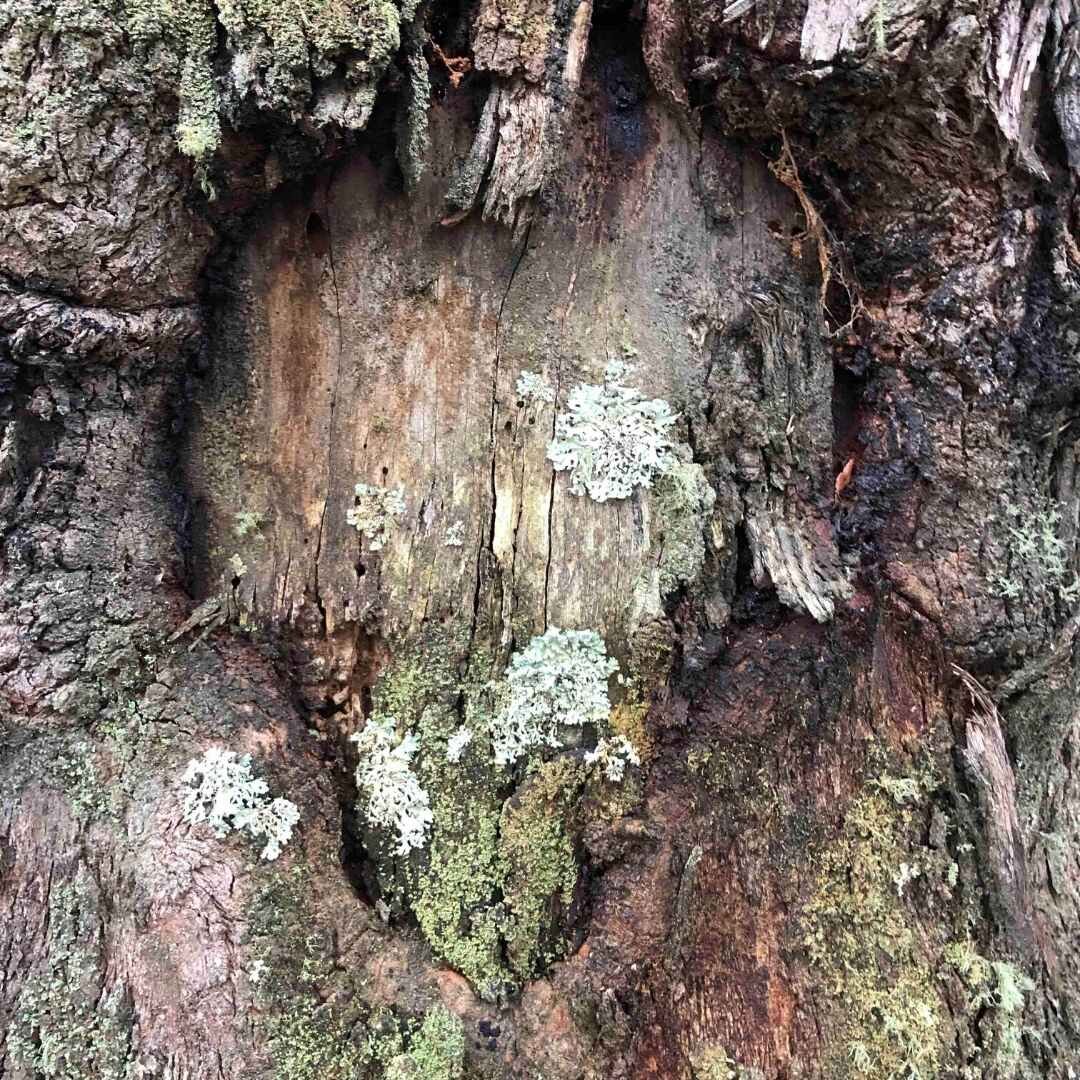  Heart shaped scar in tree bark 