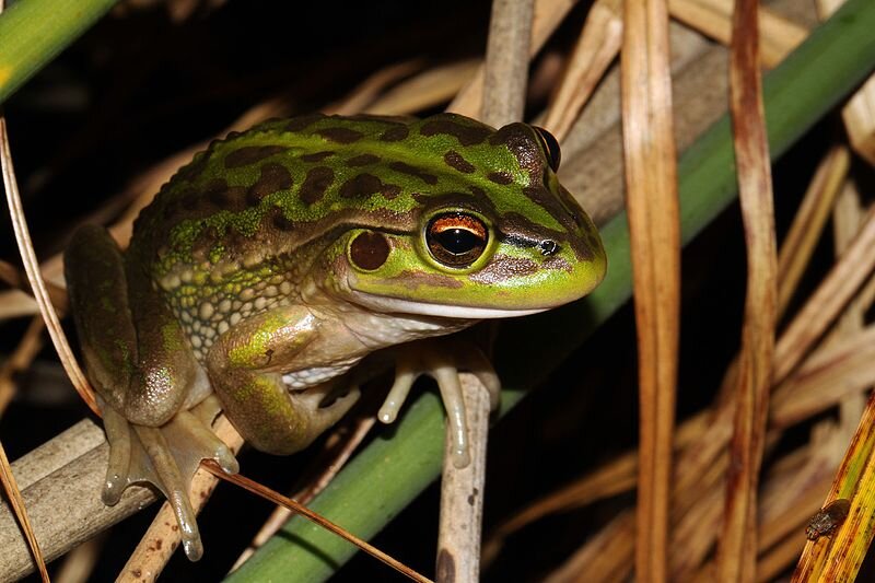 Growling Grass frog. Photo by  Matt Clancy  
