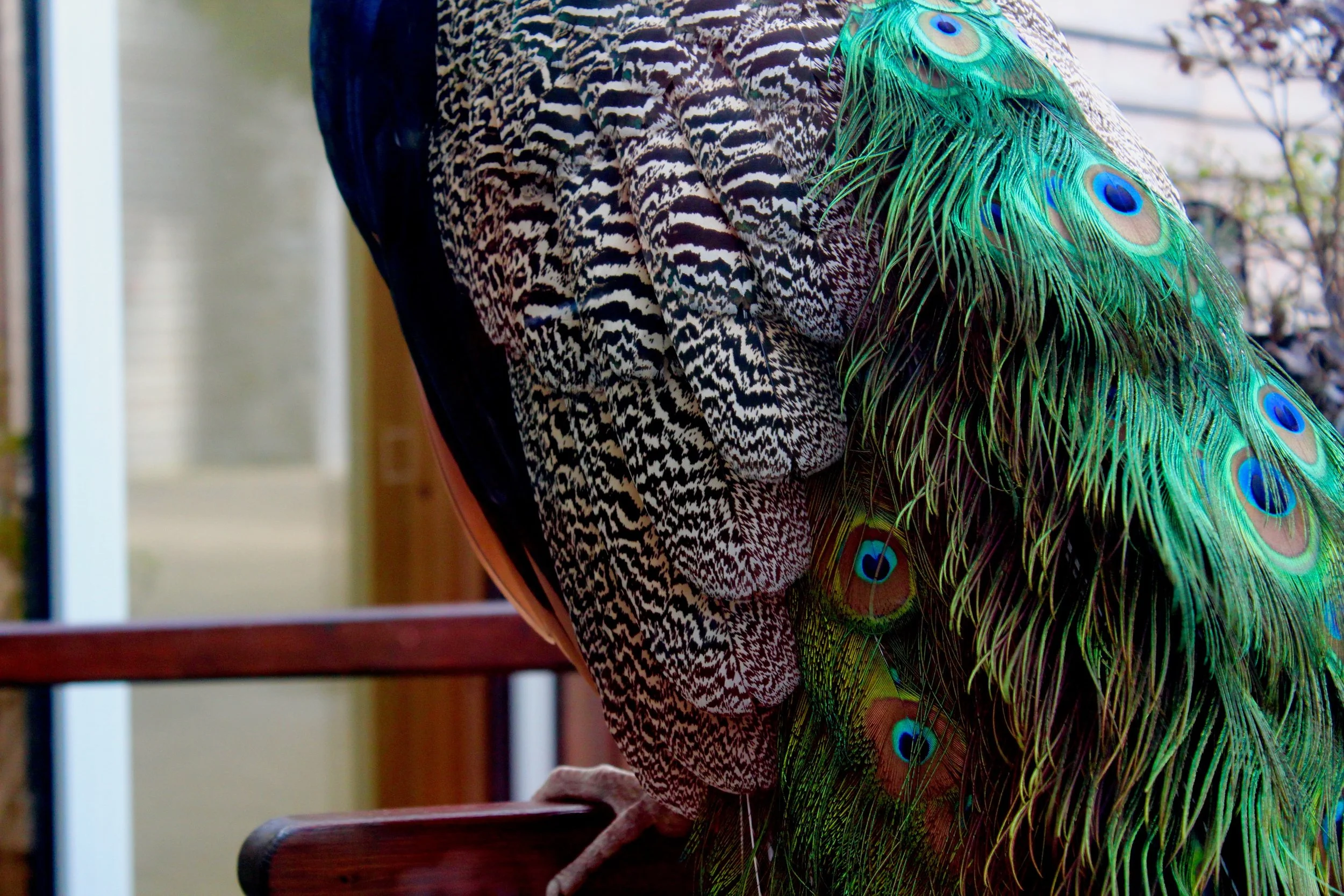 Dublin_Peacock_'15.jpg