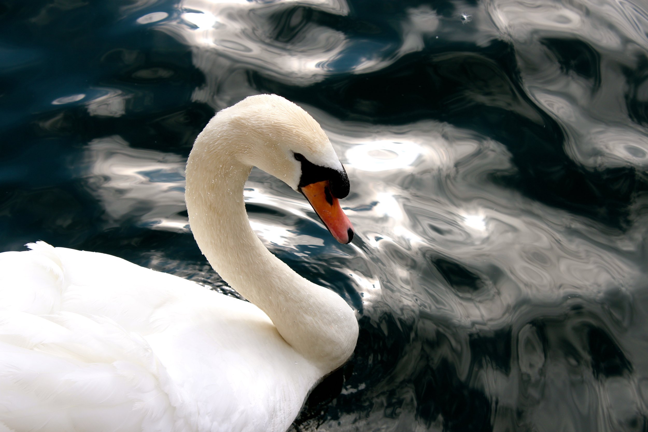 Swan_Zürich_'15.jpg