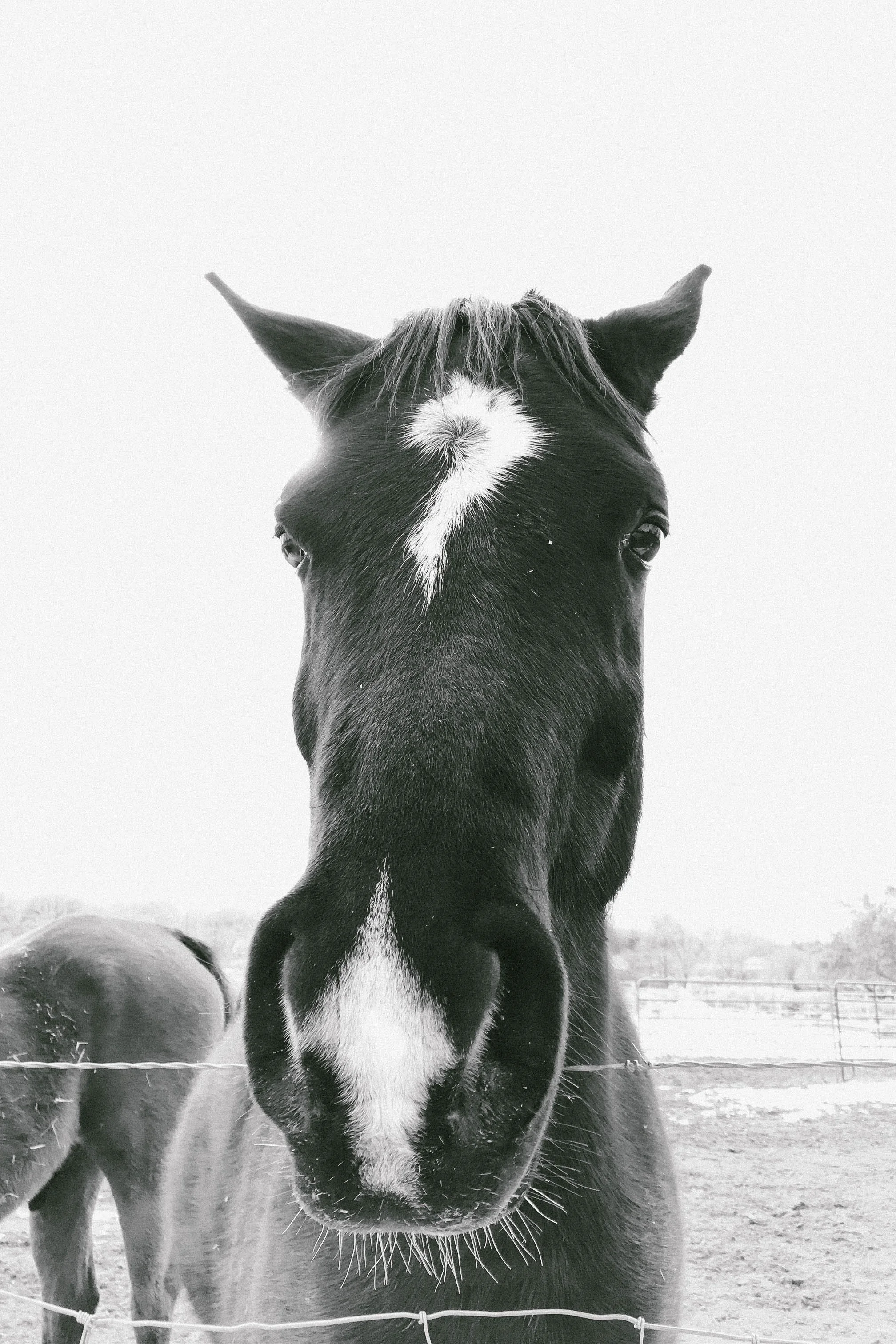 Black and White Horse Taos - 12x18.jpg