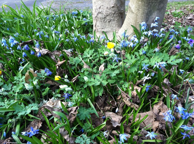 My mother's garden.