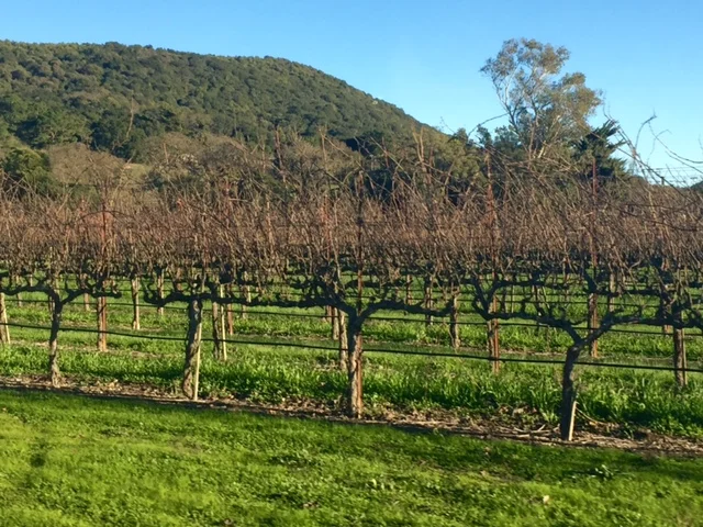 Sonoma, l'autre région viticole