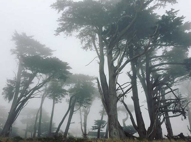 Really foggy day - Point Reyes 😍